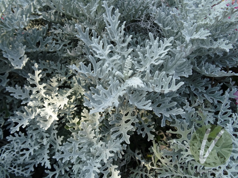 Weissfilziges Greiskraut: Übersicht